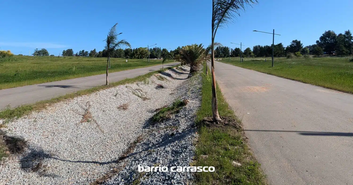 Ombúes Barrio Carrasco